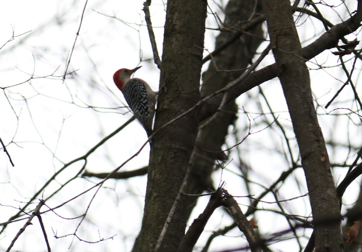 Red-bellied Woodpecker - ML199171421