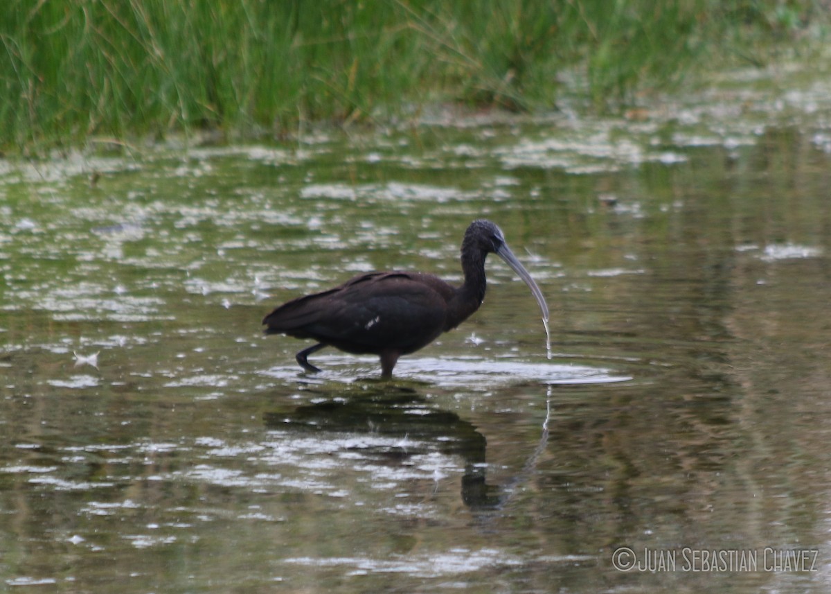 ibis hnědý - ML199171591