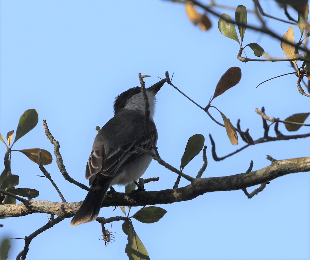 Loggerhead Kingbird - ML199171801