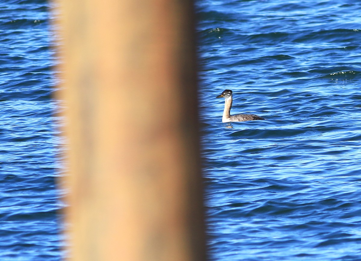 Red-necked Grebe - ML199172241