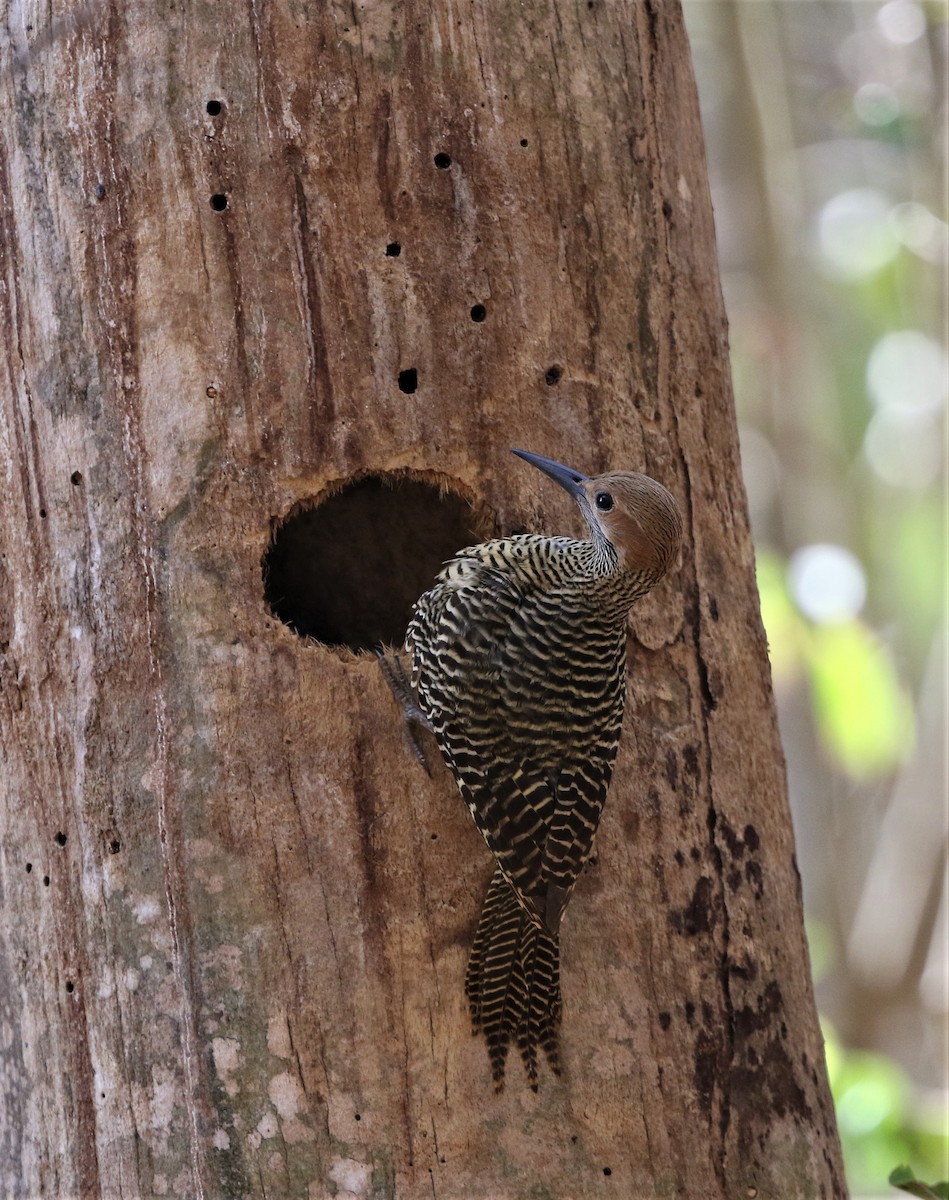 Fernandina's Flicker - Per Smith