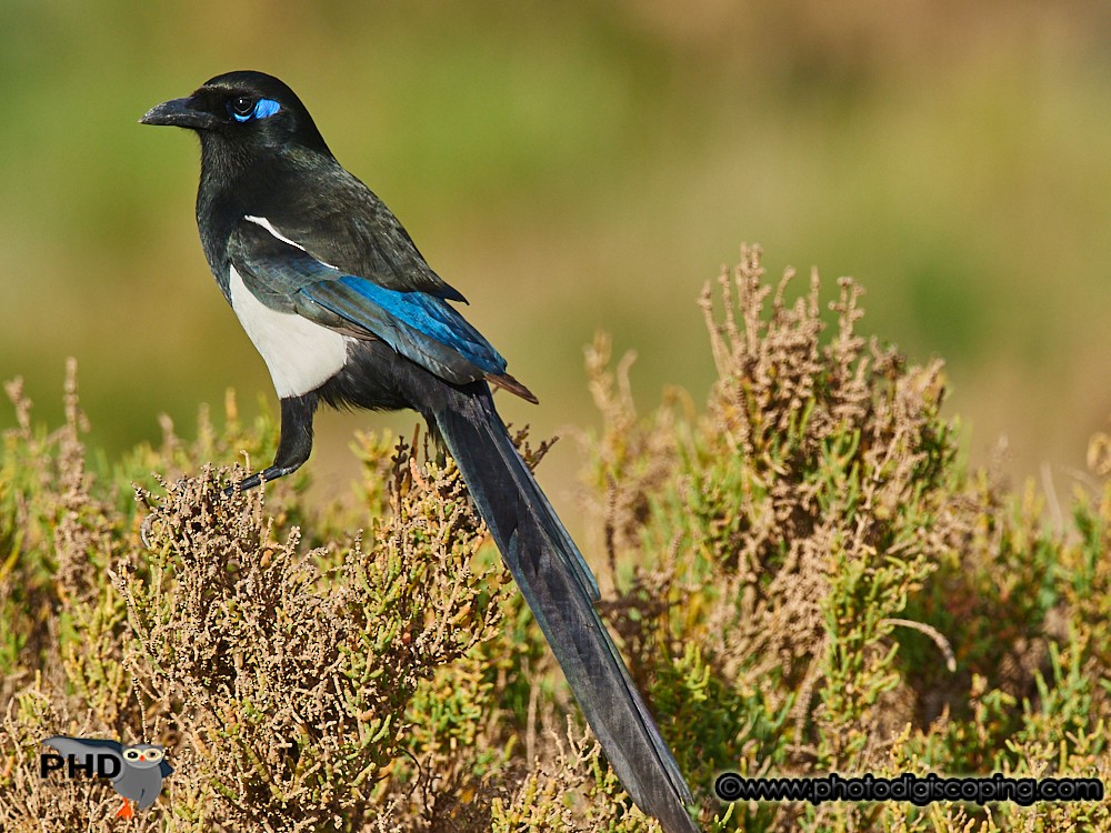 Maghreb Magpie - Marcos Lacasa