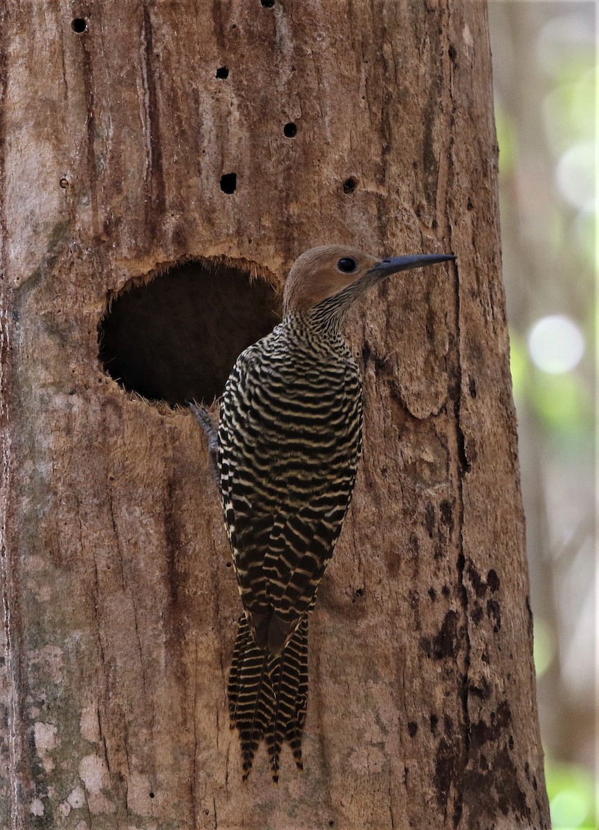 Fernandina's Flicker - Per Smith