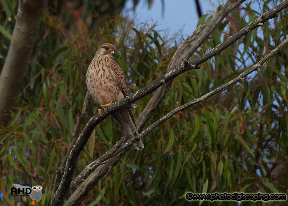 Eurasian Kestrel - ML199173861