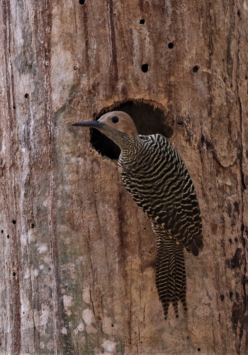 Fernandina's Flicker - ML199173901