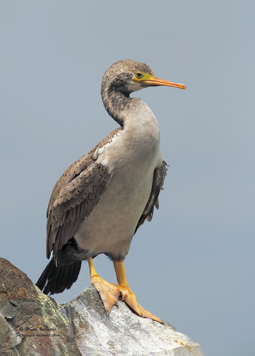 Cormoran moucheté - ML199174511