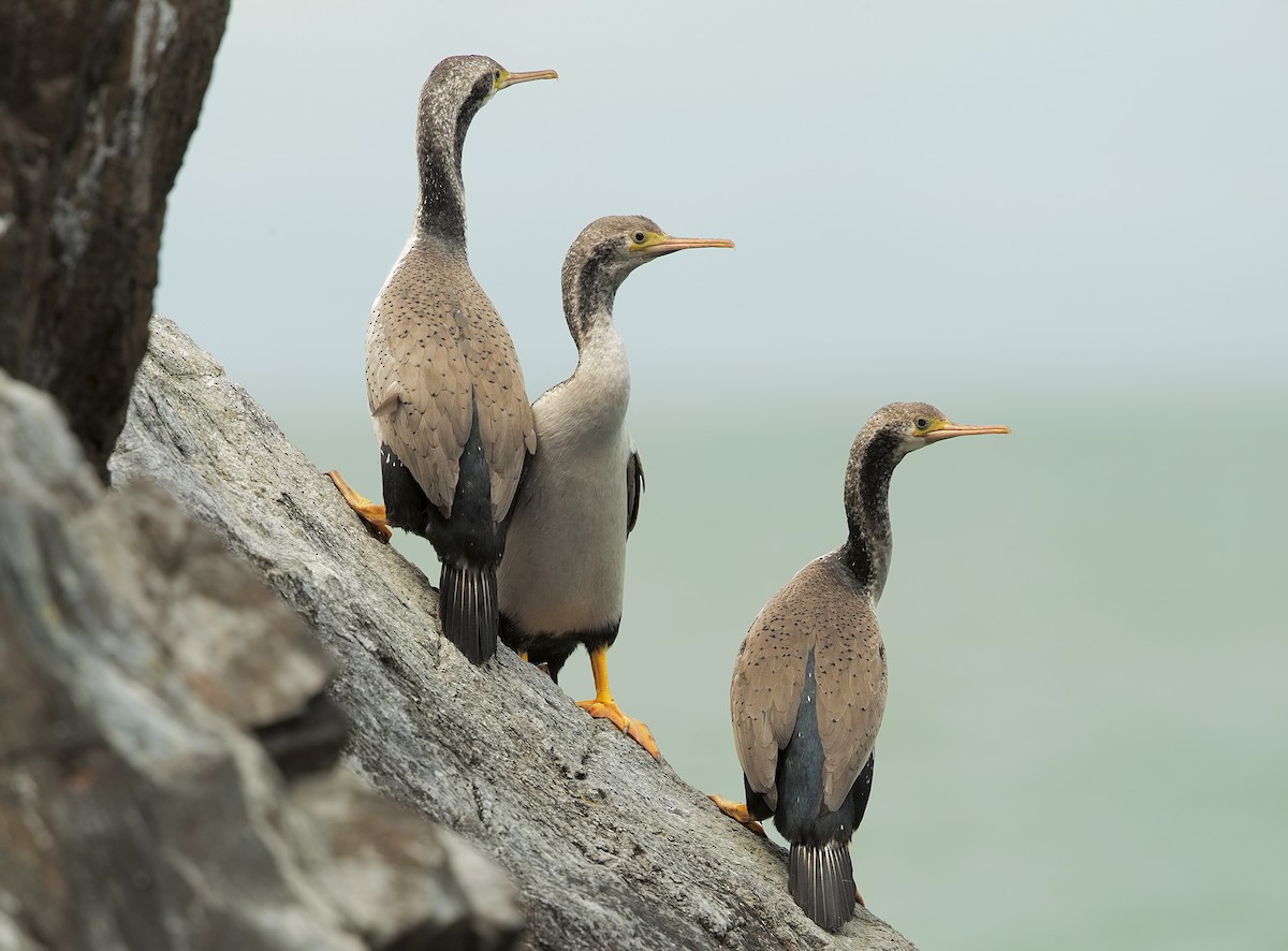 Cormoran moucheté - ML199174551