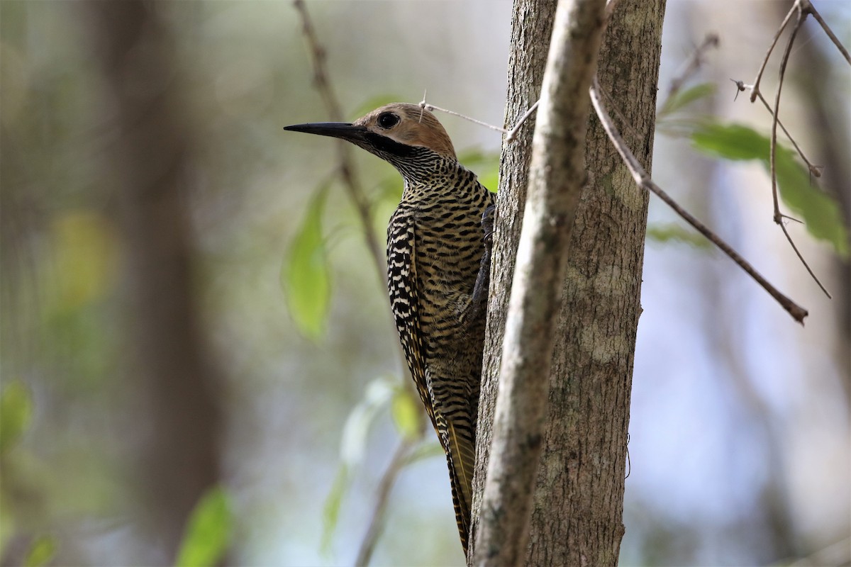 Fernandina's Flicker - ML199174891