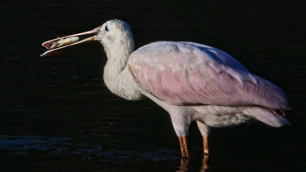 Roseate Spoonbill - ML199175061