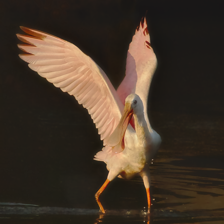 Roseate Spoonbill - ML199175121
