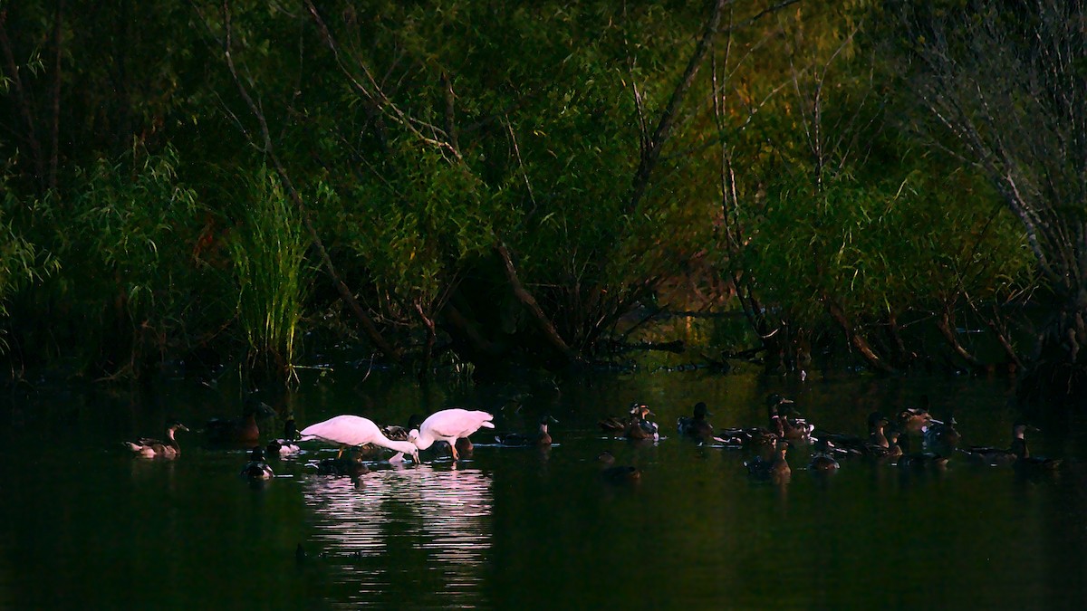 Roseate Spoonbill - ML199175161