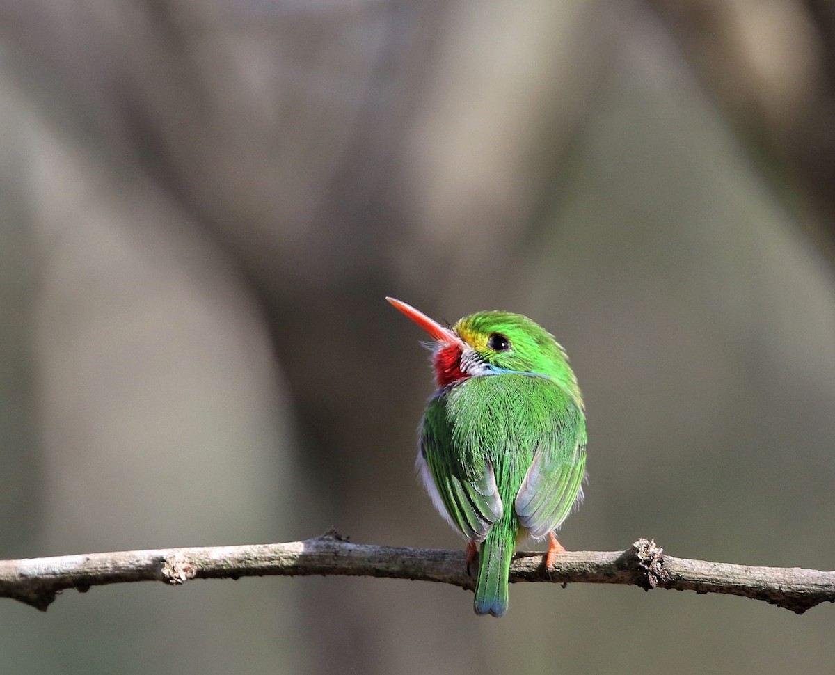 Cuban Tody - ML199175251