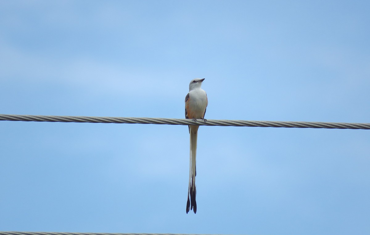 Scissor-tailed Flycatcher - Jairo Martínez