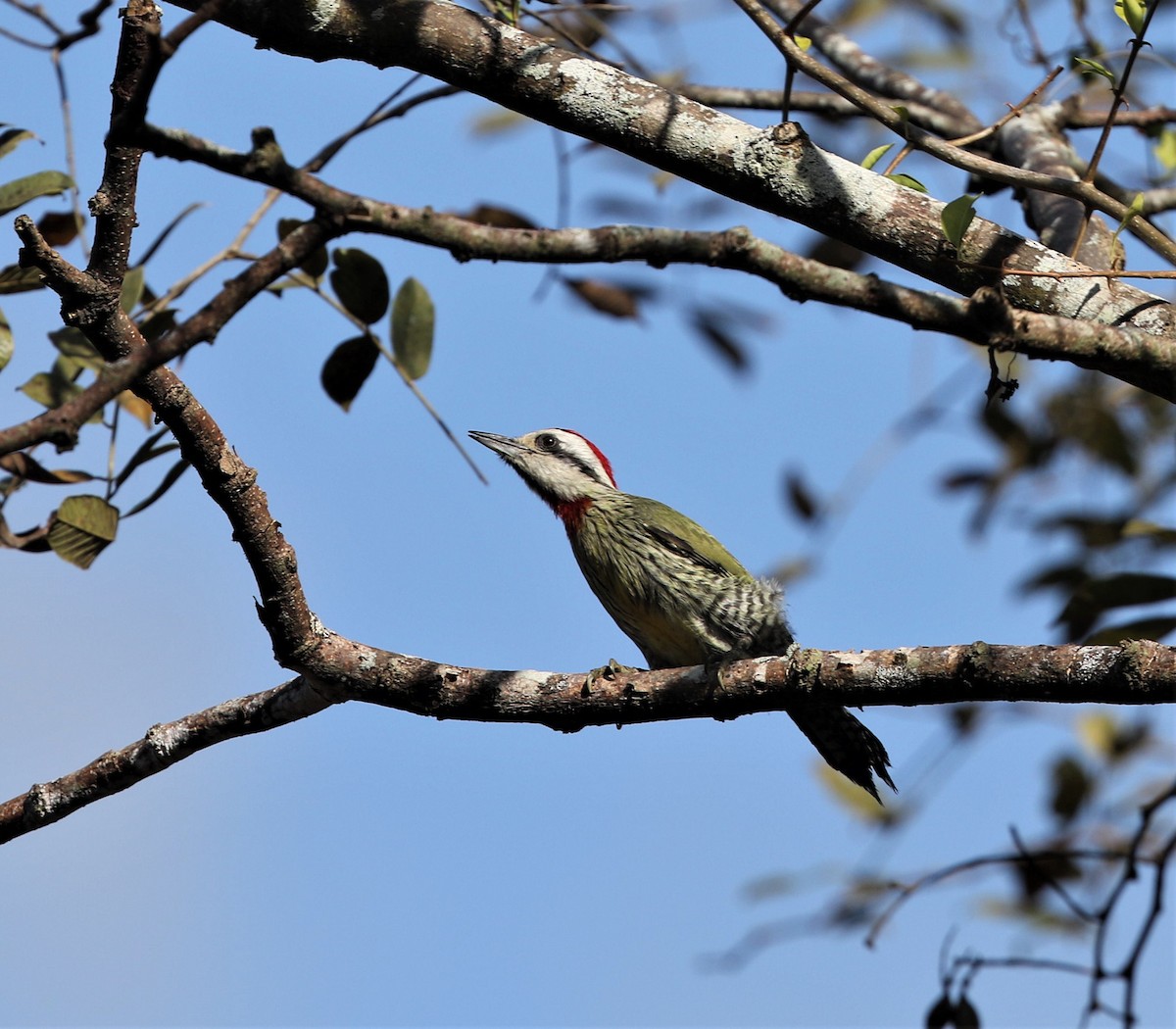 Cuban Green Woodpecker - Per Smith