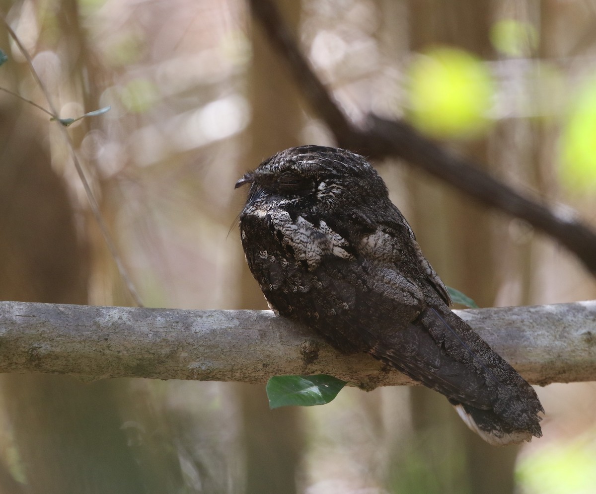 Cuban Nightjar - ML199176301