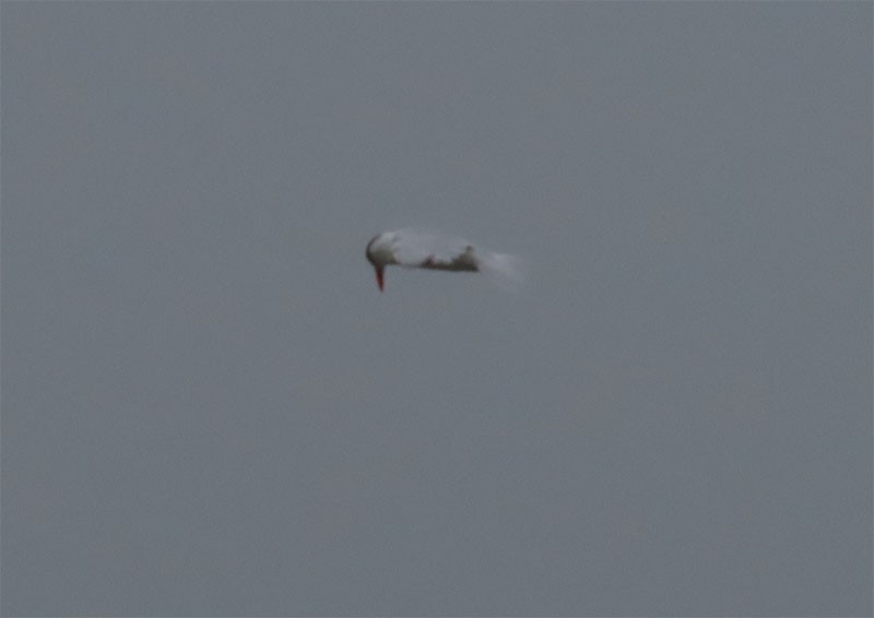 Caspian Tern - Karen Lebing