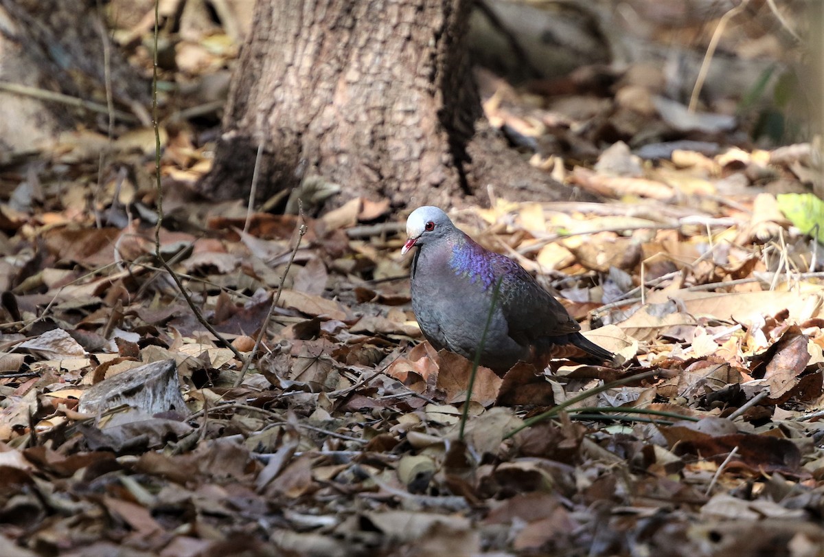 Gray-fronted Quail-Dove - Per Smith