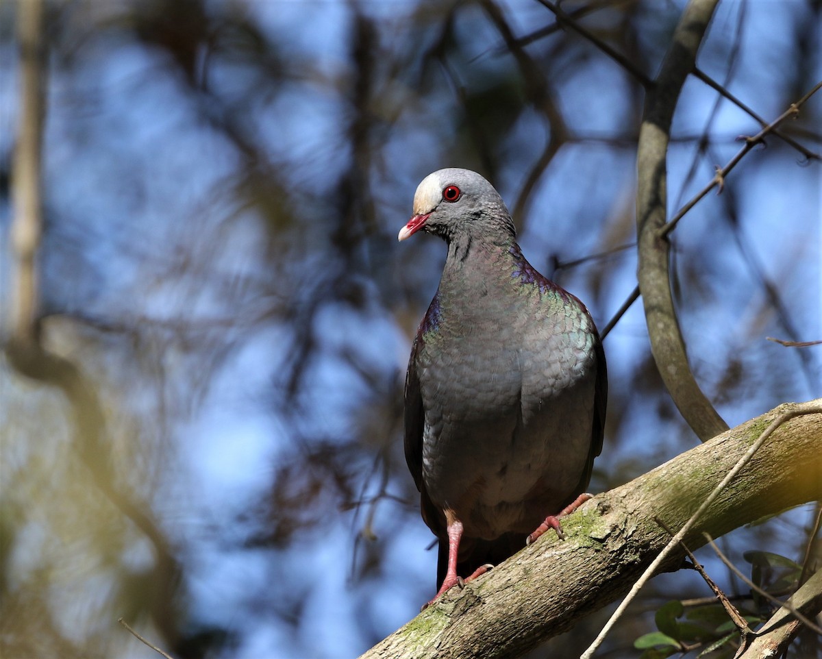 Gray-fronted Quail-Dove - ML199177011