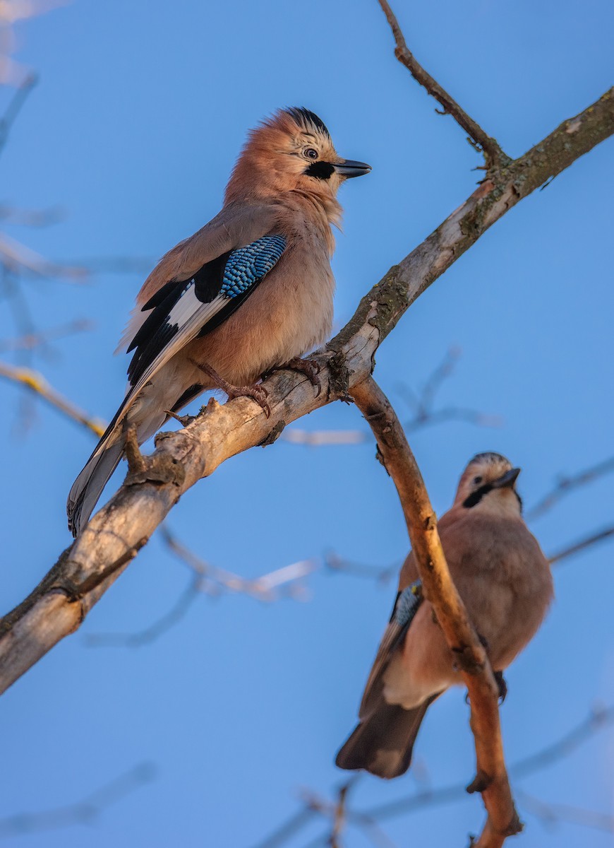 Eurasian Jay - ML199177391