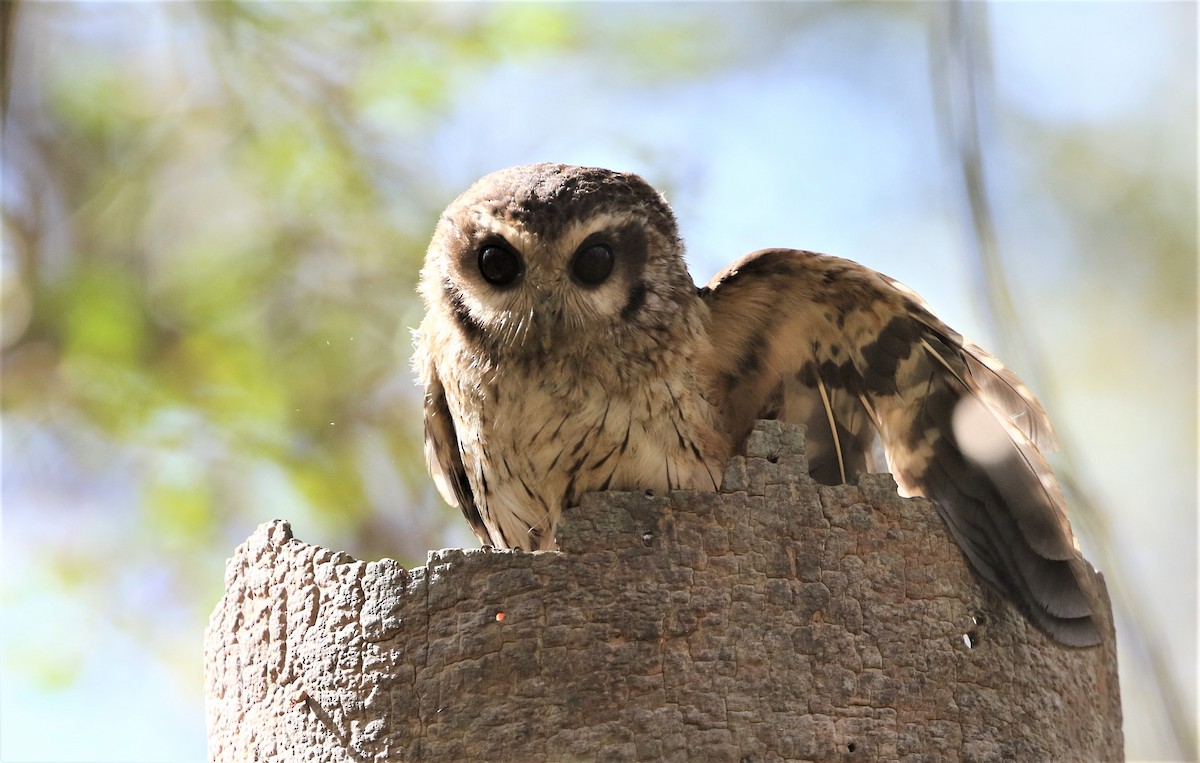 Bare-legged Owl - ML199177521