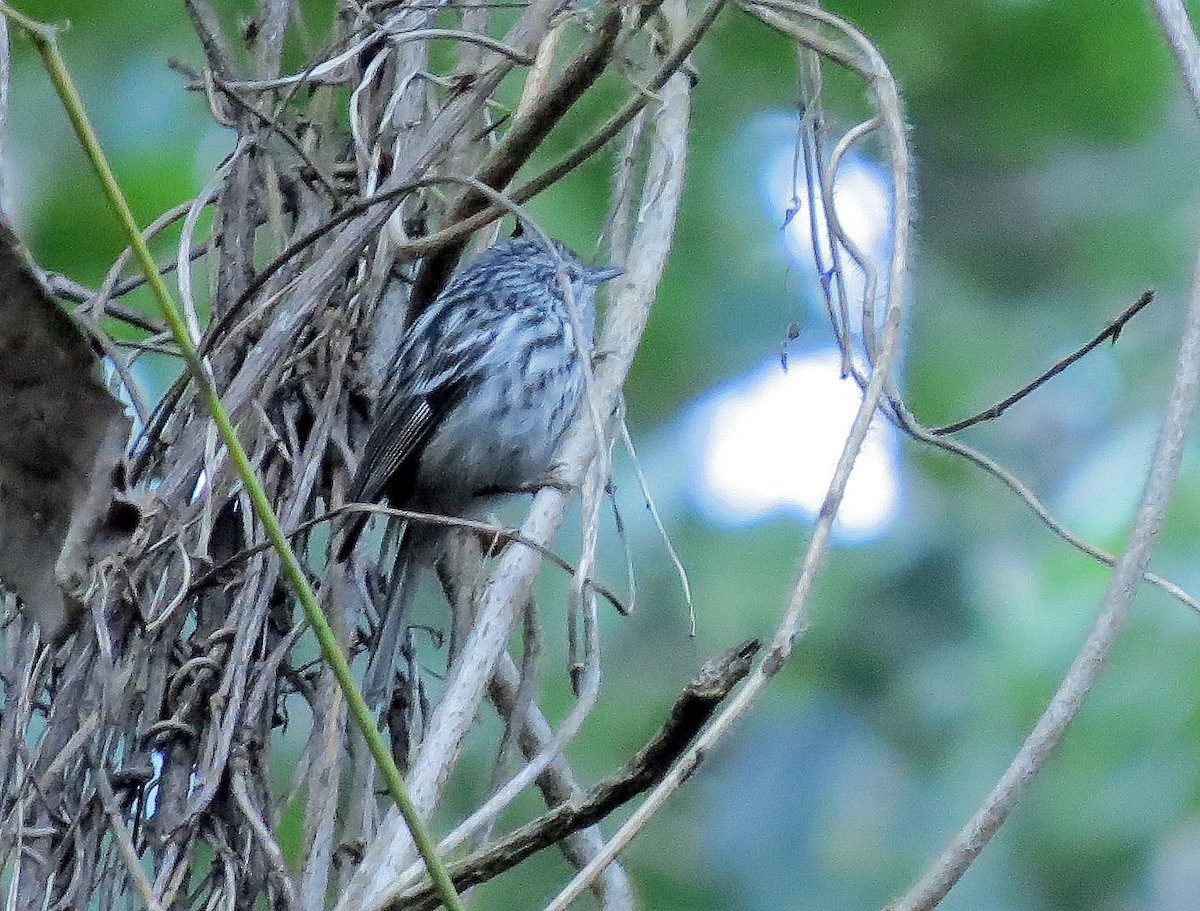 Arrowhead Warbler - ML199177541