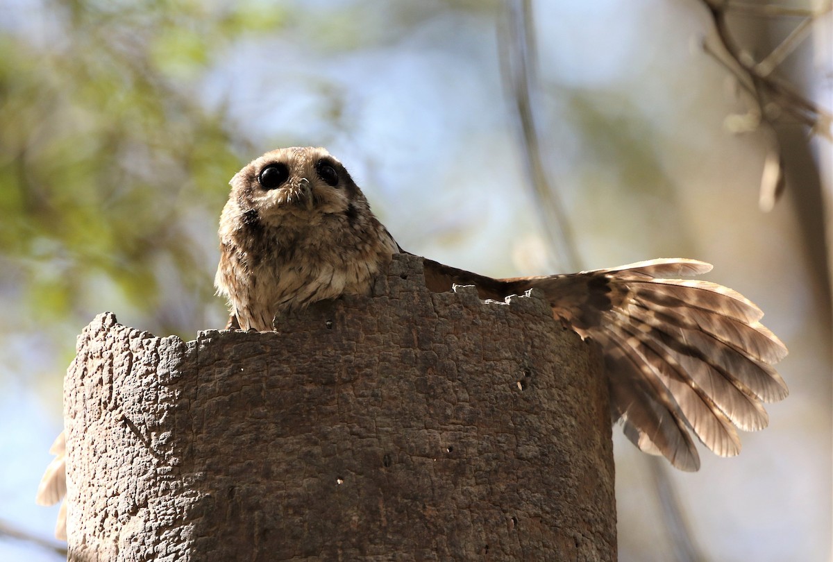 Bare-legged Owl - ML199177791