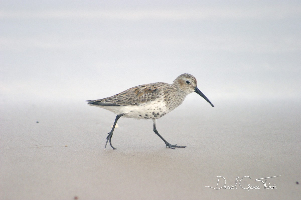 Bécasseau variable - ML199178171