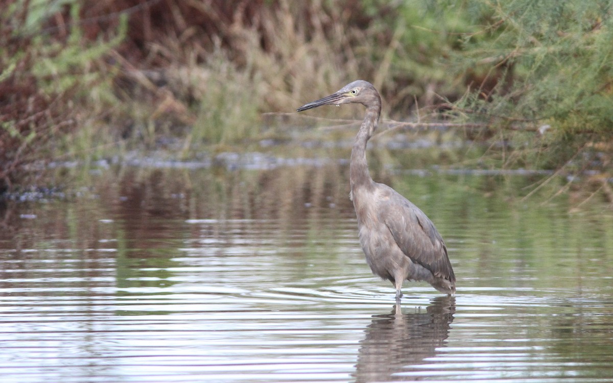 Reddish Egret - Sean Fitzgerald