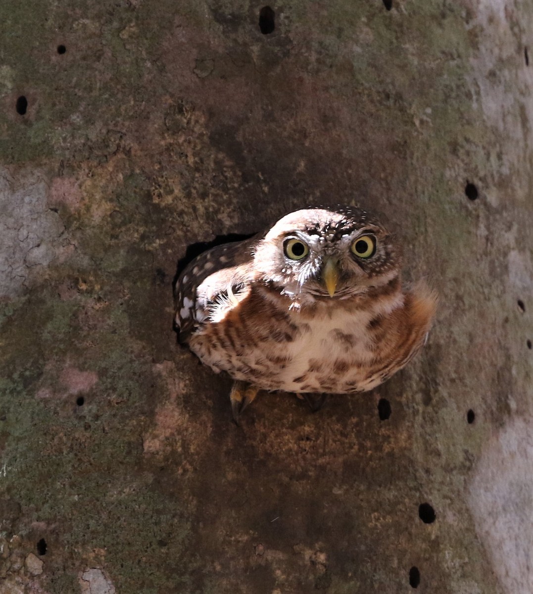 Cuban Pygmy-Owl - ML199178761