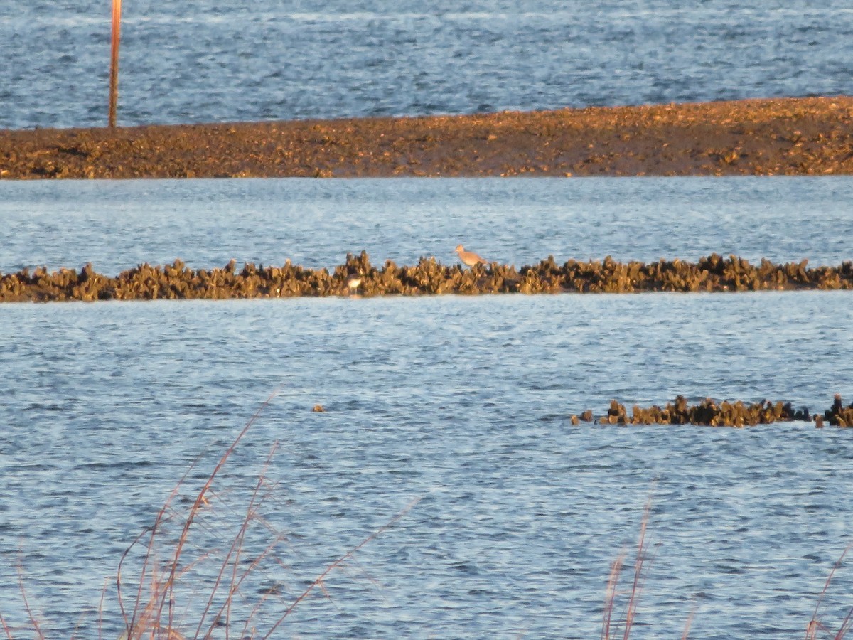 Willet - ML199179341