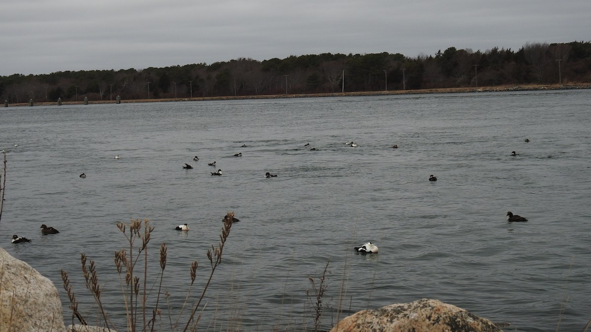 Common Eider - ML199179371