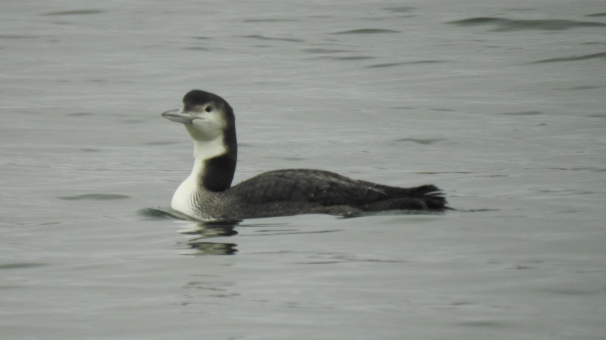 Common Loon - ML199179681