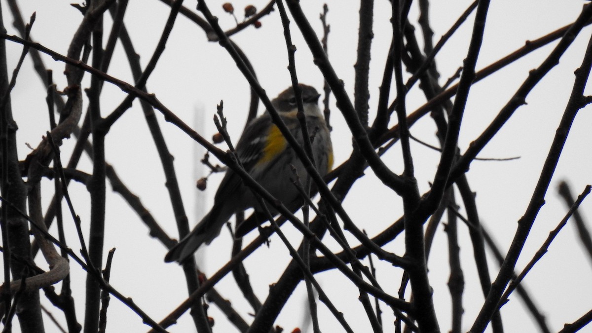 Yellow-rumped Warbler - ML199179731