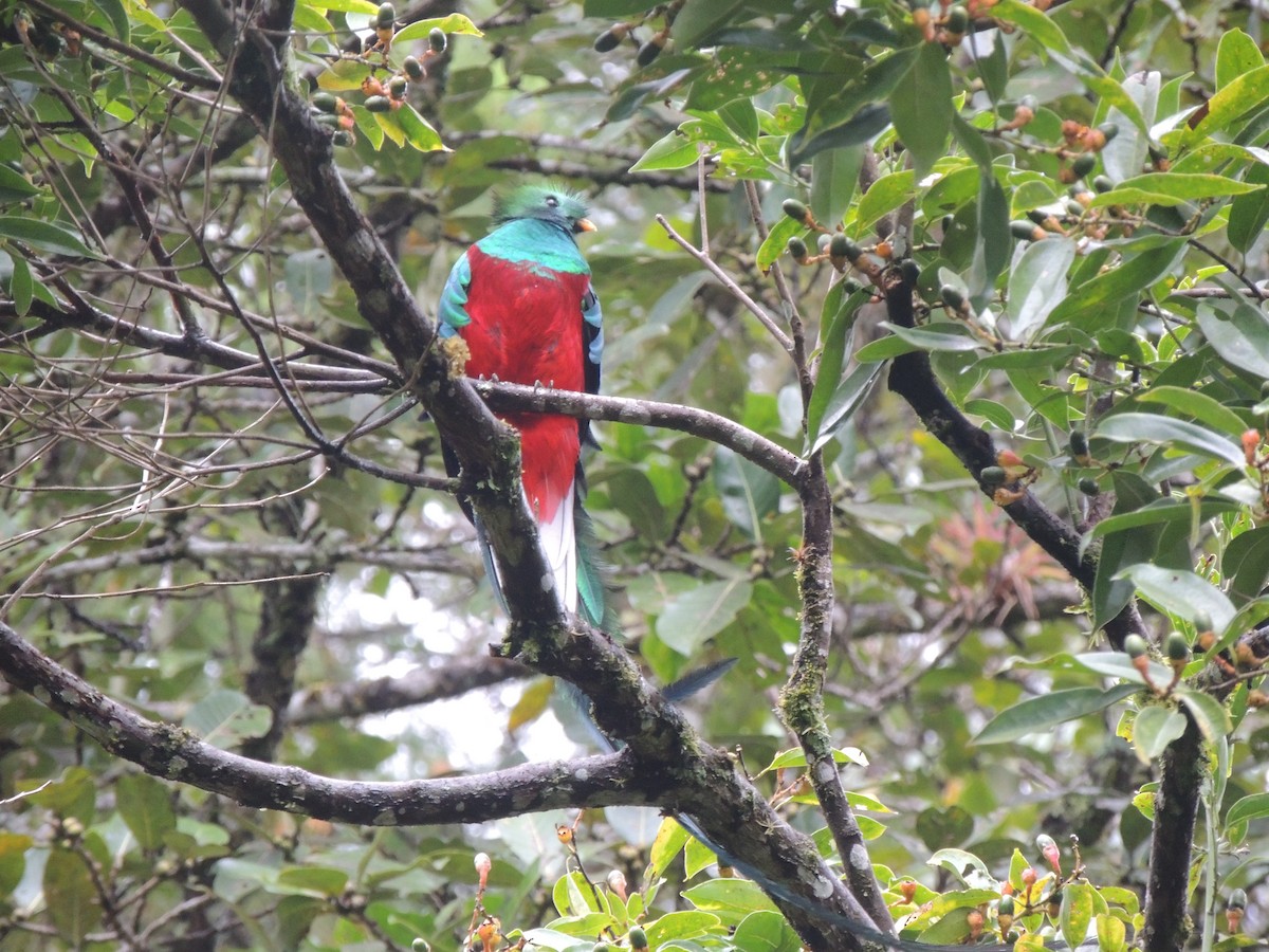 Quetzal Guatemalteco - ML199180561