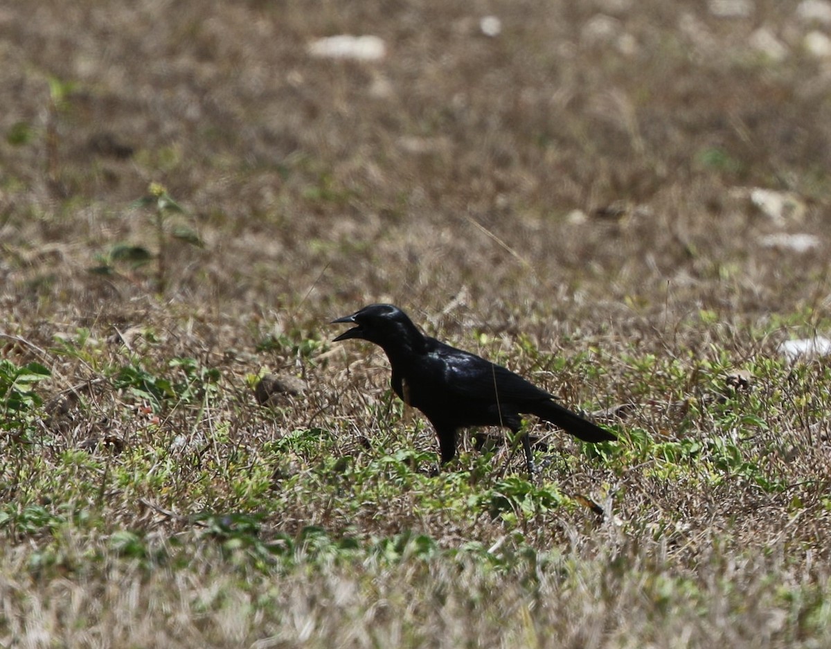 Cuban Crow - ML199180701