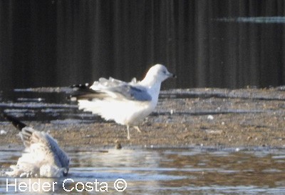 Ring-billed Gull - ML199181051