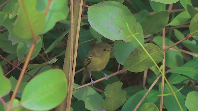 Mangrove Vireo - ML199182161