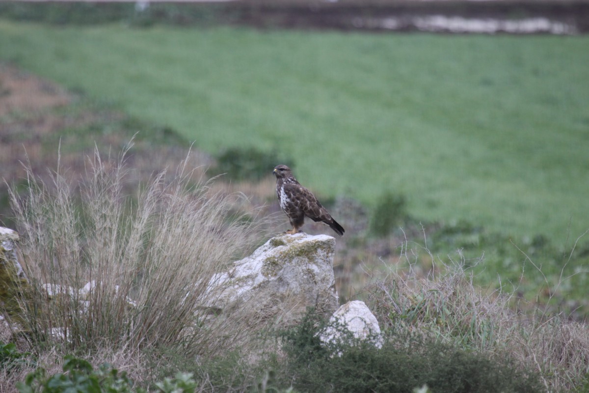 Common Buzzard - ML199183071