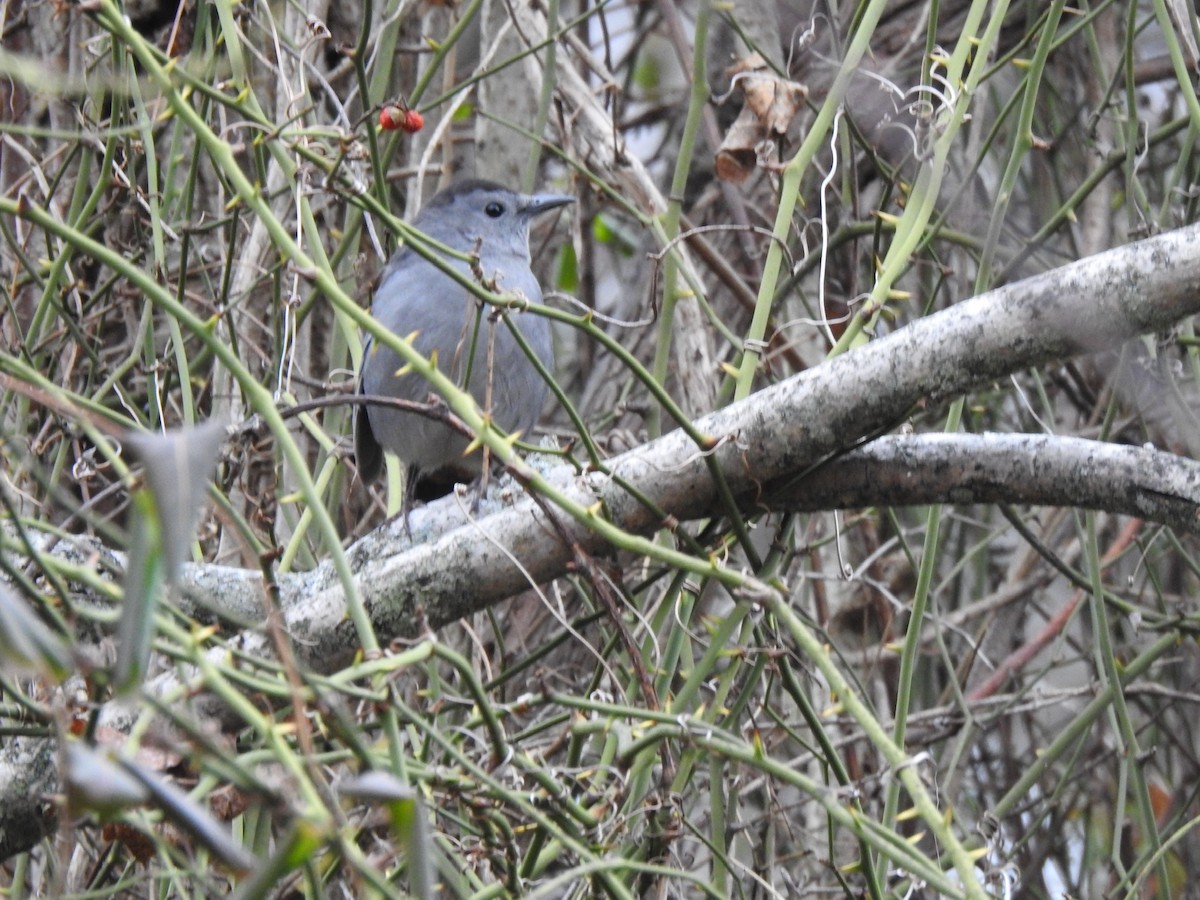 Gray Catbird - ML199189051