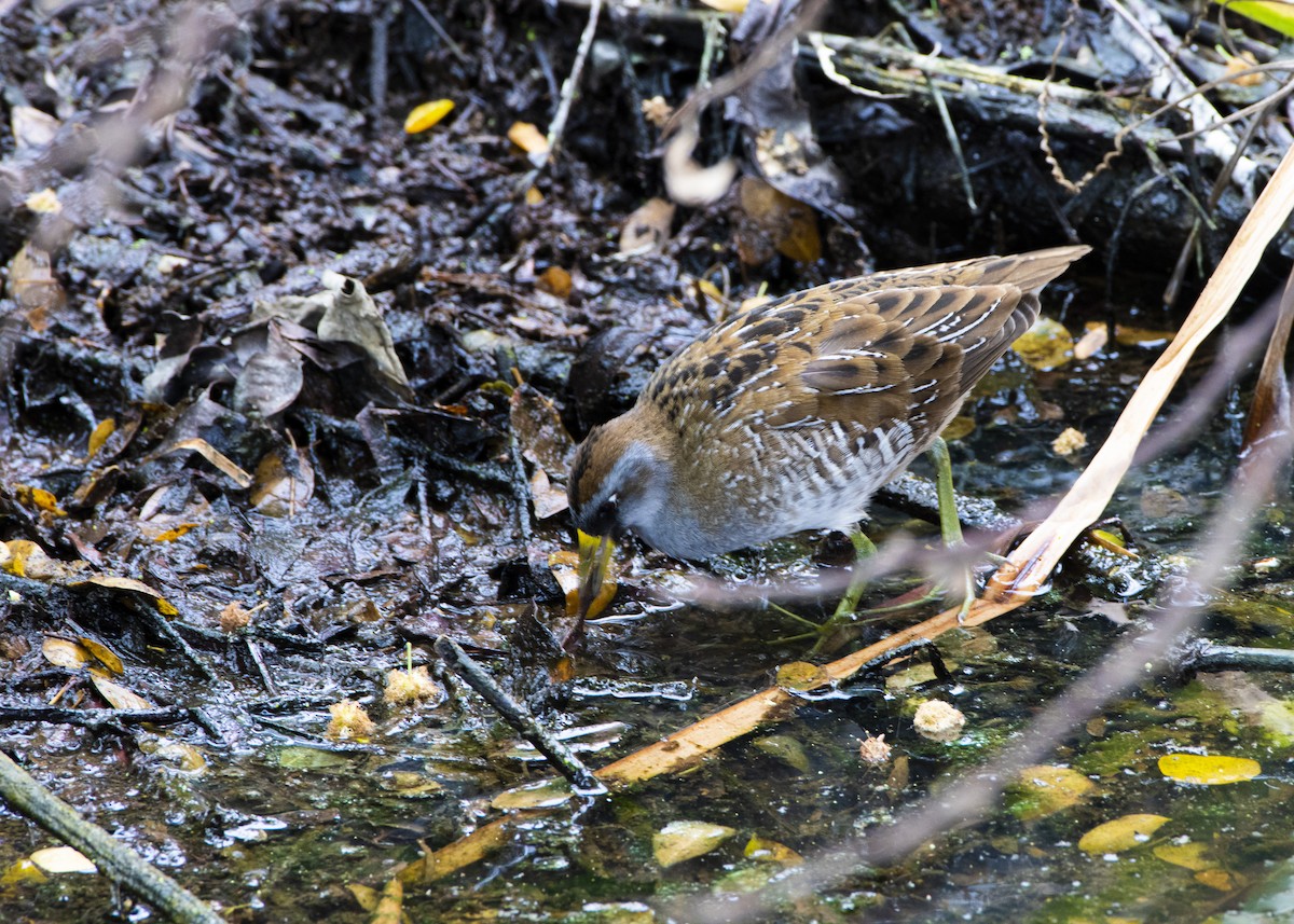 Polluela Sora - ML199189231