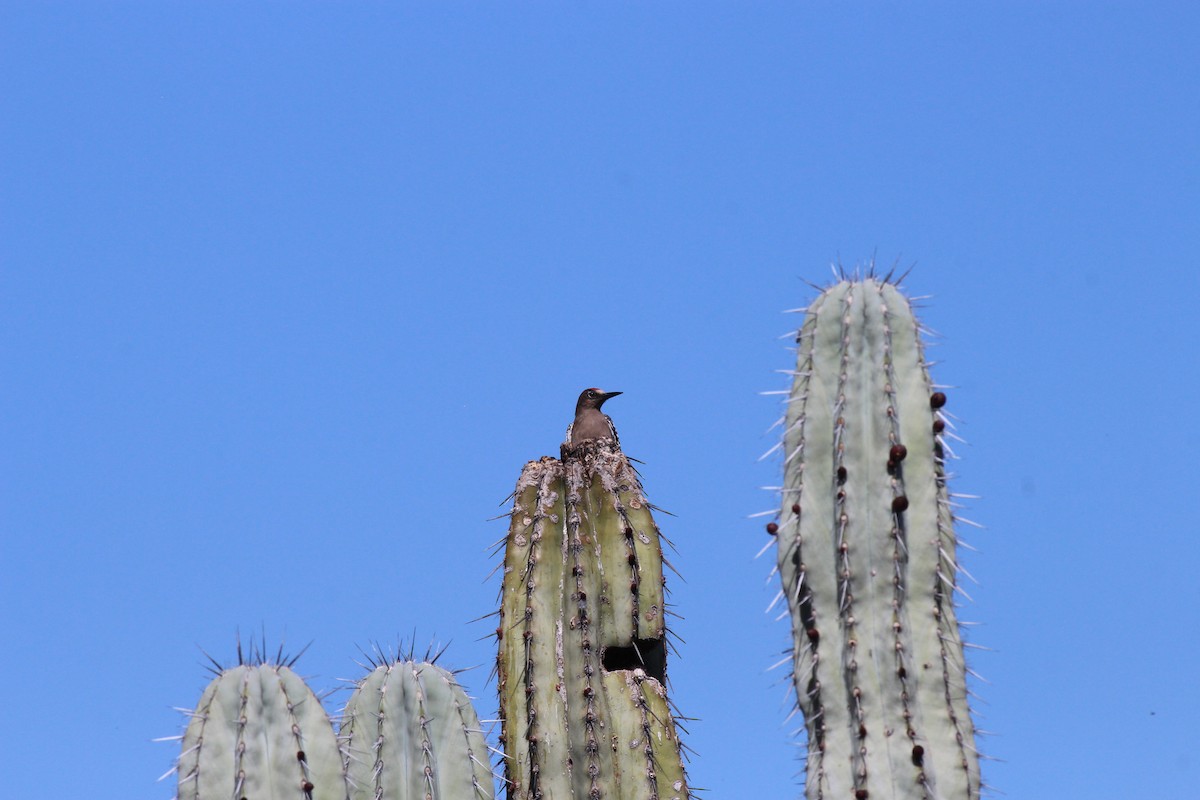 Gray-breasted Woodpecker - ML199191951