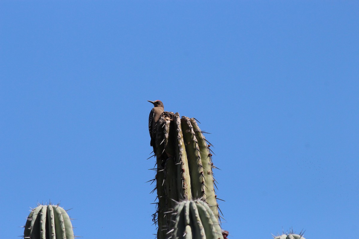 Gray-breasted Woodpecker - ML199192091