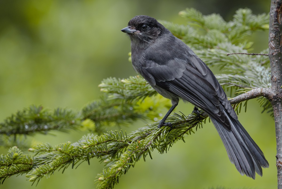 Canada Jay - ML199194731