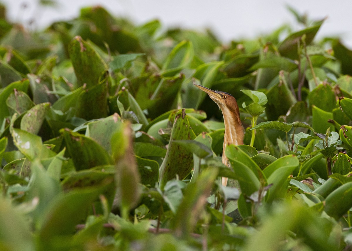 Least Bittern - Juan Figueroa