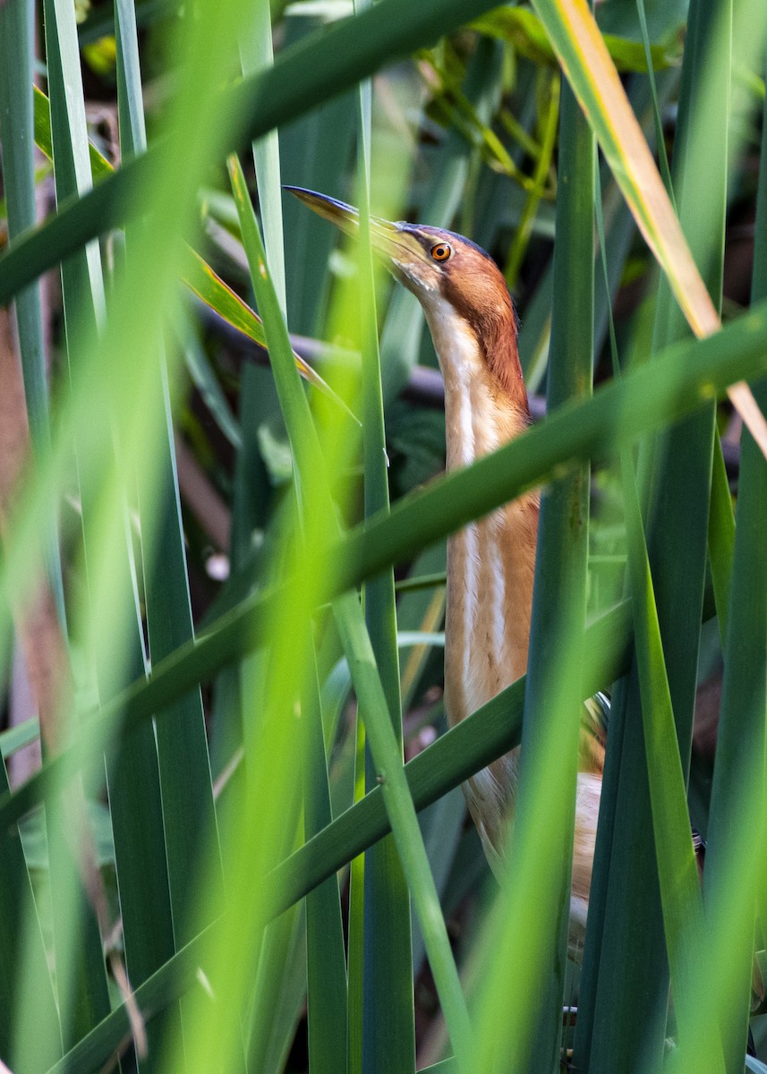 Least Bittern - Juan Figueroa