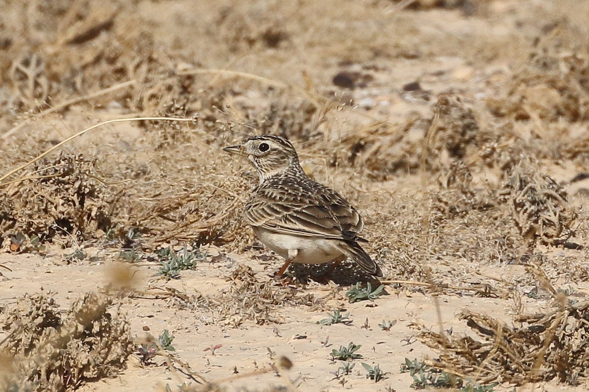 orientlerke - ML199198101