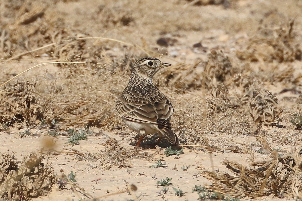 orientlerke - ML199198111