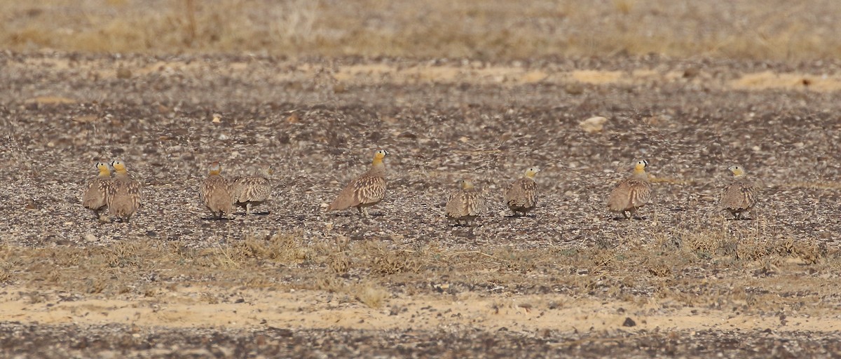 lysbuksandhøne - ML199198571