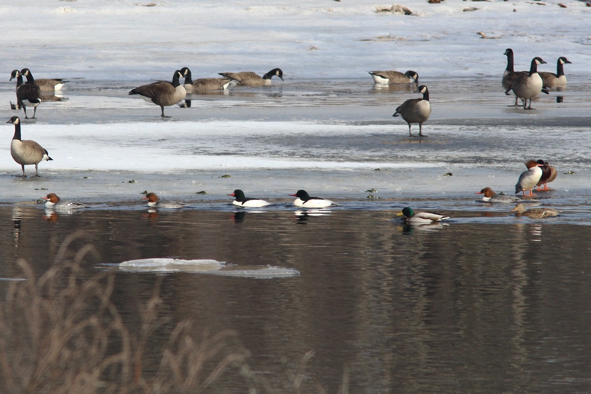 Common Merganser - kristi cooper