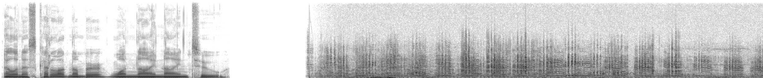 Northern Gannet - ML1992